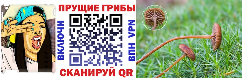 Псилоцибиновые грибы прущие грибы  Купить  Курчалой 